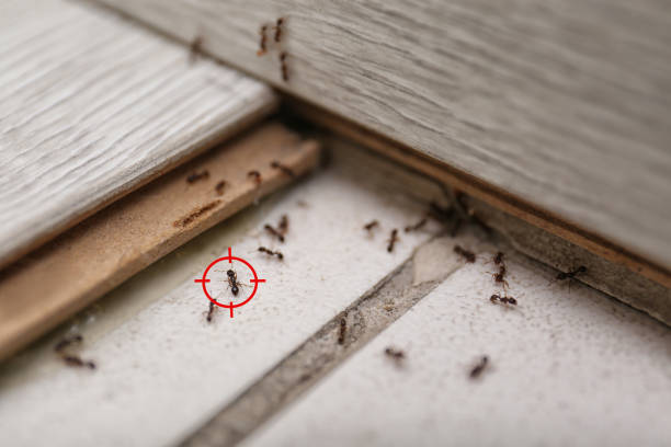 Best Ant Control Services  in Badieville, LA