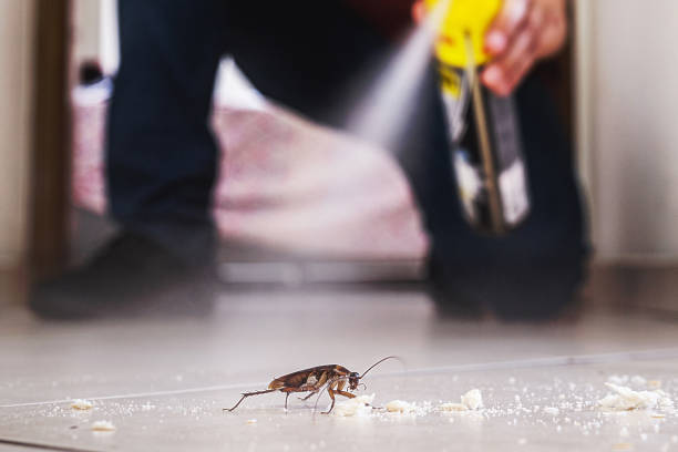 Best Cockroach Control Services  in Badieville, LA