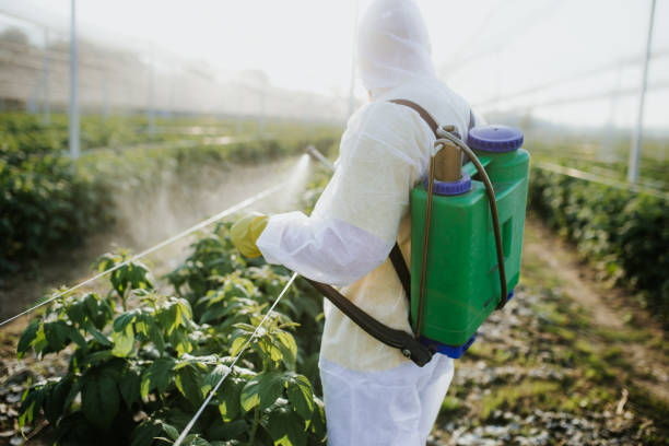 Best Insect Control  in Badieville, LA